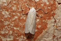 Cryptophasa