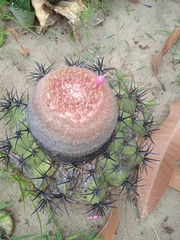 Melocactus