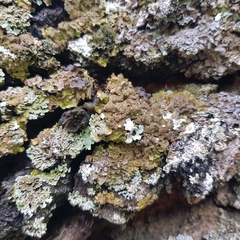 Melanohalea elegantula