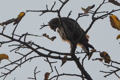 Hieraaetus wahlbergi