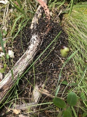 Dolichoderus doriae