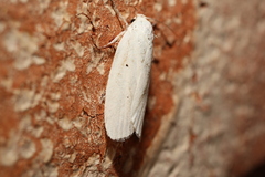 Cryptophasa