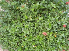 Ixora