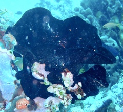Porifera