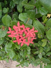 Ixora
