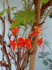 Caesalpinia
