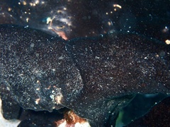 Porifera
