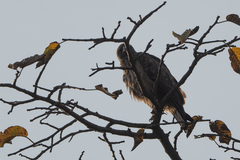 Hieraaetus wahlbergi