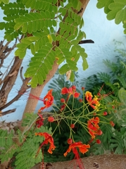 Caesalpinia