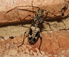 Phacodes bellus