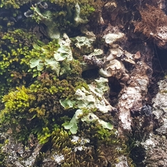 Ricasolia amplissima