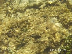 Myrichthys colubrinus