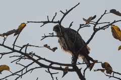 Hieraaetus wahlbergi