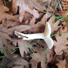 Hygrophorus cossus