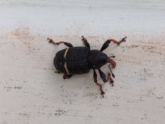 Heilipodus erythrorhynchus