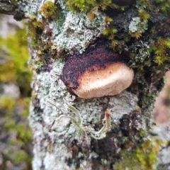 Dichomitus campestris