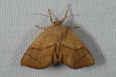 Apoda limacodes
