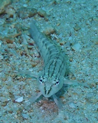 Parapercis lineopunctata