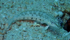 Parapercis lineopunctata