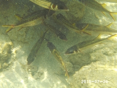 Neoniphon sammara