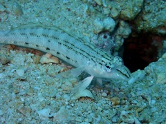Parapercis lineopunctata