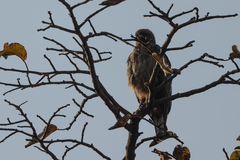 Hieraaetus wahlbergi