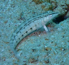 Parapercis lineopunctata