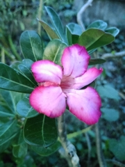 Adenium obesum