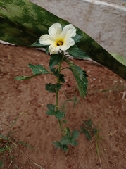 Turnera subulata