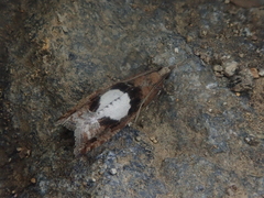 Epinotia brunnichana