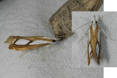 Catoptria