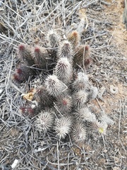 Stapeliinae