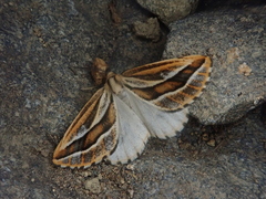 Pseudaspilates obliquizona