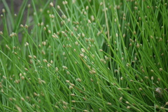 Eleocharis geniculata