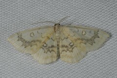 Cyclophora annularia