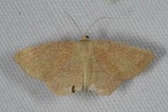 Cyclophora ruficiliaria