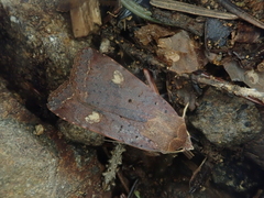 Diarsia deparca