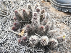 Stapeliinae