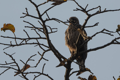 Hieraaetus wahlbergi