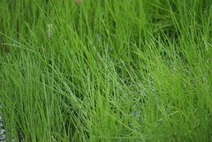 Eleocharis geniculata