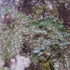 Lepra amara
