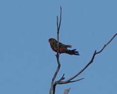 Platycercus icterotis