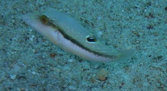 Canthigaster bennetti