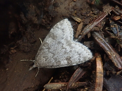 Udea orbicentralis