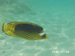 Chaetodon fasciatus