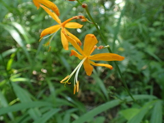Crocosmia aurea
