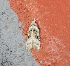 Metacosmesis laxeuta