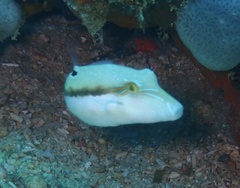 Canthigaster bennetti