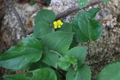 Viola orientalis