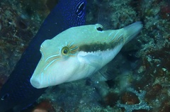 Canthigaster bennetti